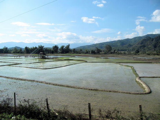 Vor Vang Vieng weitet sich die Landschaft zu einem breiten Tal in dem viel Reis angebaut wird.