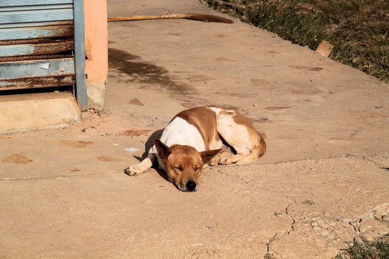 Nach einer recht ruhigen Nacht (unser guesthouse war weit genug von der Partyinsel entfernt) machte ich einen morgendlichen Spaziergang durch Vang Vieng. Selbst dieser Straßenhund war noch am rumdösen und genoss die Morgensonne.