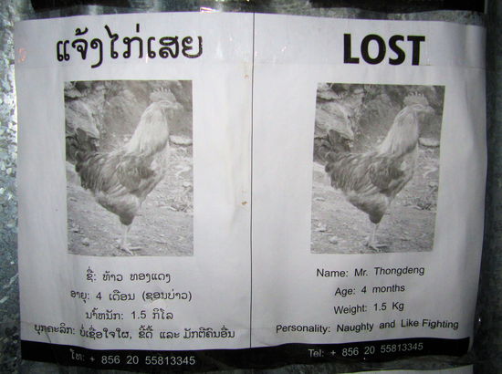 Andere Länder, andere Sitten auch bei Suchanzeigen. An einem Bauzaun fand ich diese Suchanzeige. Während in Laos kein Hahn nach einem entlaufenen Hund kräht, ist ein verschwundener Hahn was ganz wichtiges! Falls also jemand den vier Monate alten Mr. Thongdeng gesehen hat, wie er sich durch die Nachbarschaft kämpft, melde sich bitte unter der aufgeführten Nummer. Bitte die Vorwahl für Laos nicht vergessen! 