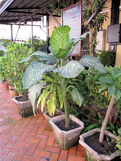 Hier fand ich sie! Vor dem empfehlenswerten Makphet-Restaurant fand ich den Doppelgänger unserer Büropflanze (aus dem Besprechungsraum). Ein Gruß an alle Ex-Kollegen!