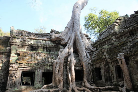 Anschließend besuchten wir den Dschungeltempel 'Ta Prohm', der einige der meistfotografiertesten Bäume des Landes beherbergt. Dank der riesigen Kapokbäume und ihrer mächtigen Wurzeln gilt der Tempel als besonders fotogen. Ta Prohm wurde um 1186 als buddhistisches Kloster errichtet.