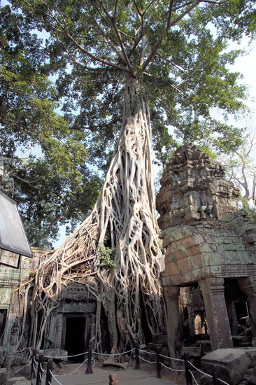 Eine riesige Würgefeige die die Tempelmauern überwuchert. So leer wie es auf dem Foto wirkt, war der Tempel leider nicht. Bei diesem Foto hatten wir ein ganzes Filmteam plus Touristen im Rücken. Es liefen grade irgendwelche Dreharbeiten.