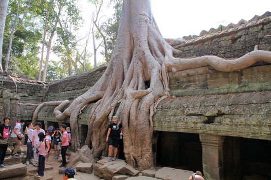 Aber auch ohne Dreharbeiten war jede halbwegs fotogene Wurzel von einem Pulk Touristen (uns inklusive) belagert.