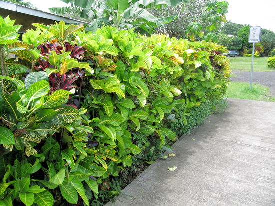 Was man bei uns im Gartencenter als Zimmerpflanze kauft, wächst hier als Hecke! Willkommen auf einer tropischen Insel. Oben rechts im Bild ein interessantes Hinweisschild: "Keep left of centreline". Die Erinnerung man möge doch bitte links fahren, ist kein Hinweis für die Touristen (wie man es häufig in Australien und Neuseeland sieht), sondern eher für die Einheimischen. In Samoa wurde im Jahr 2009 von Rechts- auf Linksverkehr umgestellt! Für Samoa hat dies den Vorteil, dass man dadurch besser und günstiger Gebrauchtwagen aus Neuseeland/Australien (auch Linksverkehr) importieren kann.