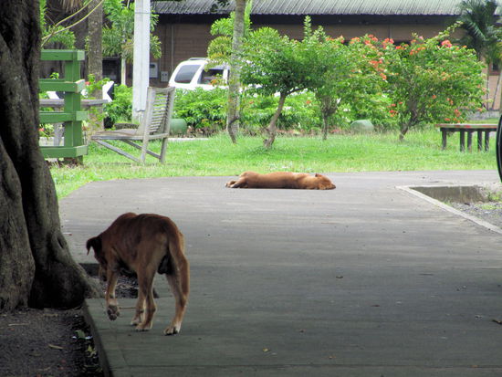 Selbst 'downtown' Apia liefen/lagen überall wilde Hunde herum. Angeknurrt wurden wir aber nur selten, meistens verhielten sich die Hunde sehr defensiv gegenüber Menschen.