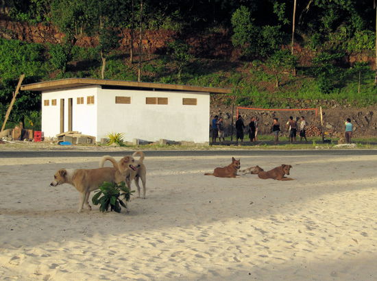 Im Hintergrund Einheimische beim Volleyballspielen. Im Vordergrund die leider auch am Lalomanu Beach vorhandenen wilden Hunde. Lizzy war nicht sonderlich begeistert, dass diese Hunde überall zwischen den Fales herumliefen.
