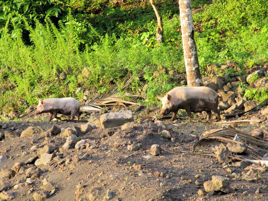 Die hauseigenen freilaufenden Schweine, die am Hang hinter dem Sanitärblock lebten.