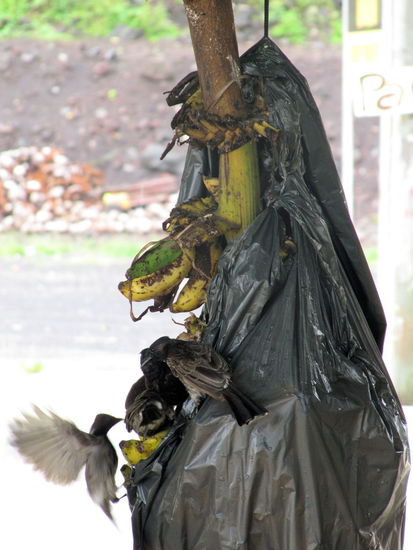 Leider wussten auch die einheimischen Vögel die Bananen zu schätzen, sodass man immer erst ein paar Vögel verscheuchen musste um an die Bananen zu kommen.