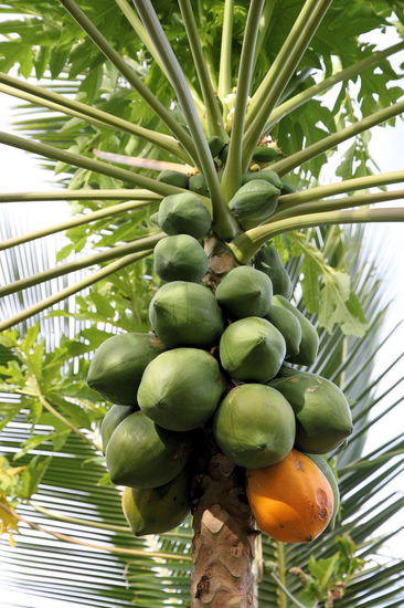 Im tropischen Garten neben unserem Fale konnten wir den Papayas beim Reifen zuschauen.