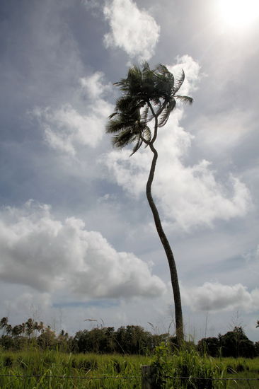 Die angeblich in Tonga berühmte Palme mit drei Ästen.