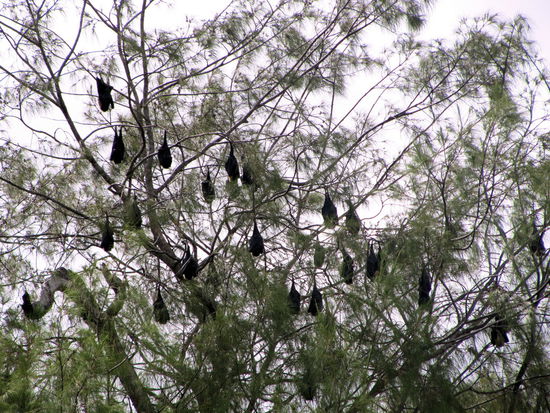 Bäume voll mit Flughunden gabs ebenfalls auf unserer Inseltour zu sehen.