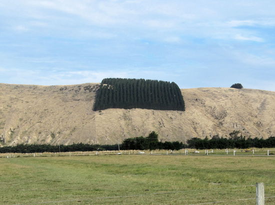 Ein Stück noch nicht gerodeter Wald, der mit seinen ordentlichen Reihen auch eine Orkarmee seien könnte. 