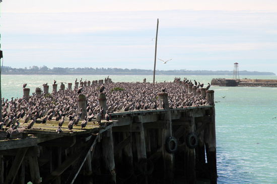 Am Rande des Hafens gibt es eine große Kolonie von Kormoranen. Die Vögel scheinen sehr gesellig zu sein.