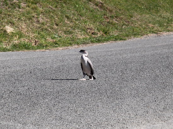 Auf der Straße kam uns dann aber noch der coole Individualist entgegen. 