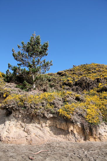 Bei den vielen Kugeln übersieht man schnell die schönen Dünen mit ihren Wildblumen.