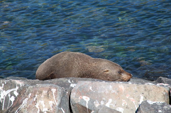 Hier lagen Pelzrobben auf den Felsen am Wasser herum.