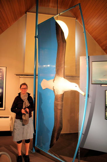 Empfehlenwert ist der Besuch des Royal Albatross Centre am Taiaroa Head. Lizzy als Größenvergleich neben dem Modell eines Königsalbatros (Flügelspannweite von bis zu 3 Metern).