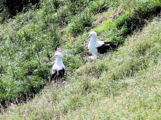 Ein Albatrospärchen in der Kolonie. Wir machten die einstündige Classic Tour und verbrachten die meiste Zeit im Observatorium auf dem Berg.