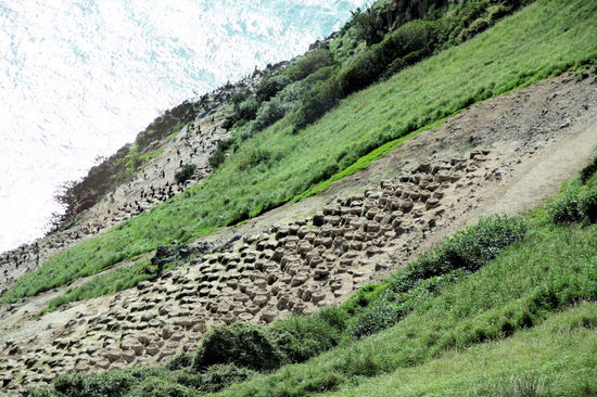 Vom Observatorium hatte man einen tollen Blick auf eine Brutkolonie von Stewartscharben (gehören zu den Kormoranen) und ihre tollen Hochnester.