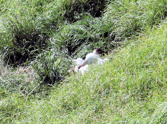 Aber natürlich sieht man auch brütende Königsalbatrosse. Das Jungtier wird etwas vom Schnabel des erwachsenen Albatros verdeckt.