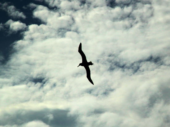 Besonders beeindruckend sind die fliegenden Albatrosse. Der Königsalbatros gehört zu den größten Langstreckenfliegern auf der Welt.