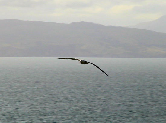 Immer wieder flogen einzelne oder mehrer Albatrosse über oder um das Observatorium.