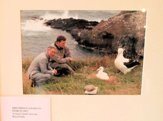 Royaler Besuch für den Royal Albatross. Der Königsalbatros wird ca. 7 kg schwer bei einer Größe von 120-130cm.