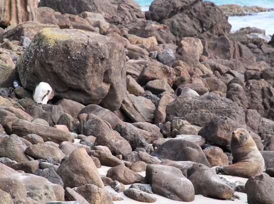 Tiersuchbild! Links im Bild zwei Pinguine (blaue Pinguine). Der vordere kratzt sich gerade seinen Rücken und der hintere versteckt sich unter dem großen Felsbrocken (man sieht nur den Kopf). Vorne rechts noch eine versteckte Pelzrobbe.