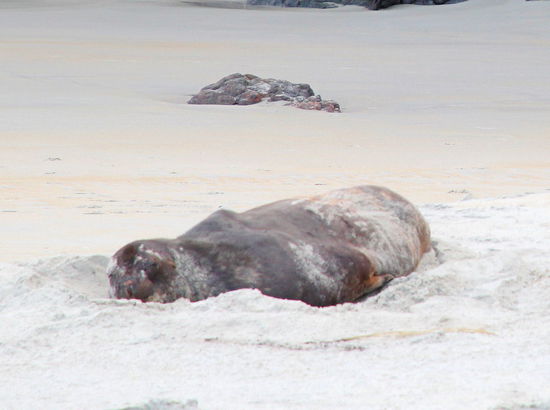 Am Strand sahen wir in der Dämmerung noch einen Seelöwen rumliegen. Bedingt durch mangelndes Licht und den Zoom (man soll viel Abstand halten) ist das Bild recht unscharf. Seelöwen und Robben haben gewisse Ähnlichkeiten, daher sind sie am leichtesten durch ihre Liegefläche zu bestimmen. Robben hängen bevorzugt auf Felsen rum, Seelöwen auf Sand.