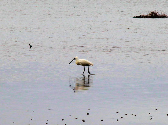 Ansonsten hatte die Otago Peninsula noch Königslöffler zu bieten ...