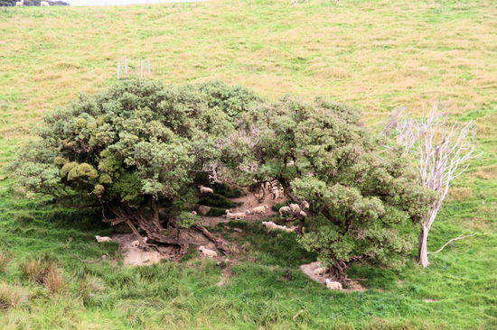 ... und Schafe! Die hier erinnerten mich irgendwie an eine Weihnachtskrippe. 