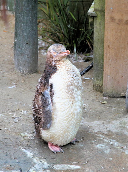 Dieser Pinguin (gesund, aber mitten in der Mauser) hielt sich im Krankenhaus des Conservation Reserve auf, da er nicht genug Fett hatte für die Mauser. Während der Mauser tauschen die Gelbaugenpinguine einmal jährlich ihr Gefieder aus. Die Pinguine benötigen große Fettreserven für die mehrwöchige Mauser, da sie in der Zeit nicht ins Meer können und somit keine Nahrung aufnehmen können.