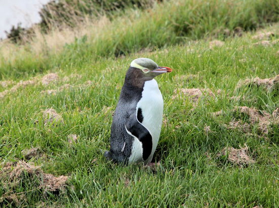 Ein Gelbaugenpinguine nach der Mauser mit ganz frischem Gefieder. Gelbaugenpinguine sind die seltendsten Pinguine der Welt.