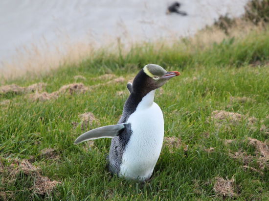 Wenn sie sich strecken kann man auch den durchaus langen Hals erkennen.