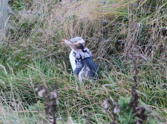 Ein Artgenosse der noch in der Mauser ist.