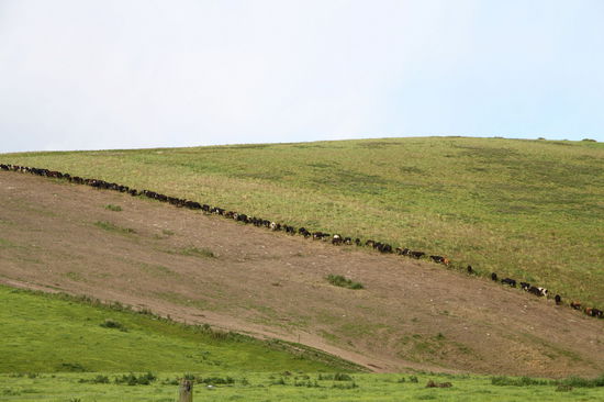 Unterwegs sahen wir diese Kuhschlange. Auch die Neuseeländer lieben das angelsächsische Schlangestehen, aber diese Kühe übertrieben es wirklich. 