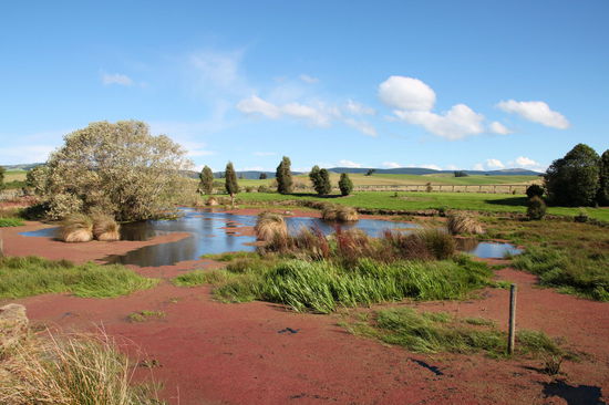 Südlich von Dunedin liegen die netten Sinclair Wetlands. Gegen eine 'gold coin donation' (1 oder 2 Dollar pro Person) machten wir hier eine kleine Wanderung.