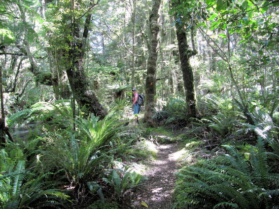 Nach einer ruhigen und kalten Nacht starteten wir zum Catlins River Walk. Der Wanderweg war schön, aber die Beschilderung war bescheiden.