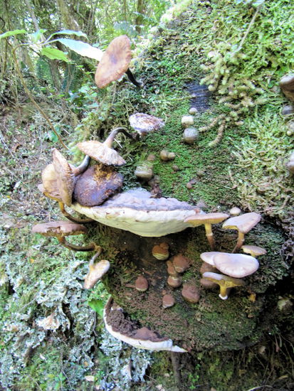 So mag ich Pilze am Liebsten! Auf einem Baum und nicht auf meinem Teller. 