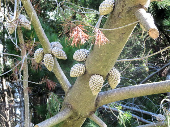 Hübsch wie die Zapfen direkt am Stamm wachsen.