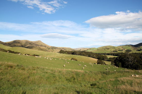 Die dünne Besiedlung der Catlins Coast bezieht sich nur auf Menschen, nicht auf Schafe. 