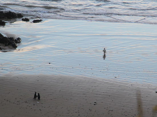 Nach einem Tag im Meer kommen sie abends an Land und verbringen die Nacht in ihren Nestern. Besonders süß sind der tolpatschige Gang der Pinguine und das Händchenhaltende (ähh - Flügelhaltende!) Pärchen unten links im Bild.