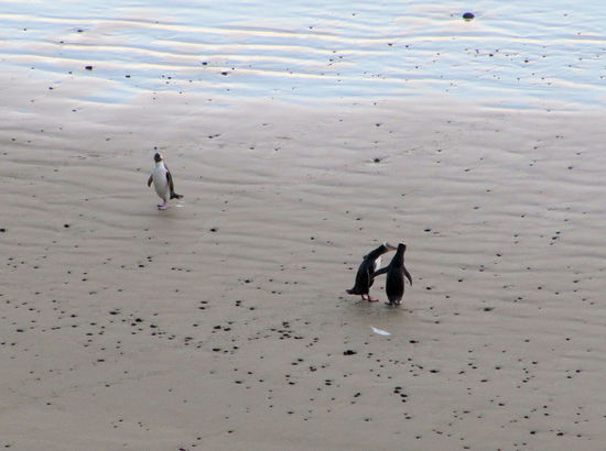 Auch bei Pinguinen wird mal ein Bussi gegeben.