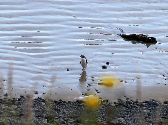 Ein weiterer Pinguin fotografiert durch die Blumen vor unserem Beobachtungsstand.