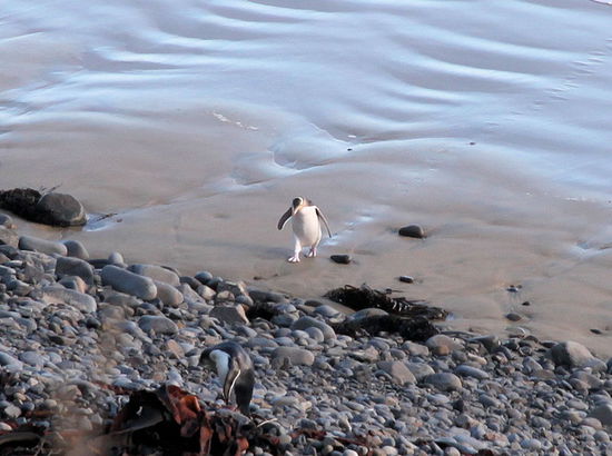 Der Kollge in der Mitte ist auf dem Weg zum Nest. Im Vordergrund auf den Steinen noch ein gebeugter Pinguin, den man schnell übersehen kann.