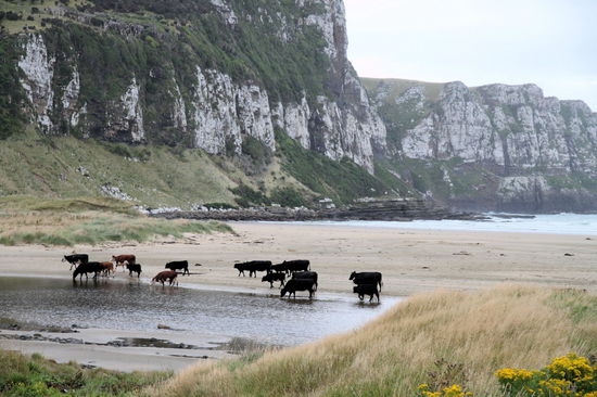 Am nächsten Morgen wurden wir von Kühen geweckt, die unerlaubterweise ihr Weide verlassen hatten und uns einen Besuch abstatteten.