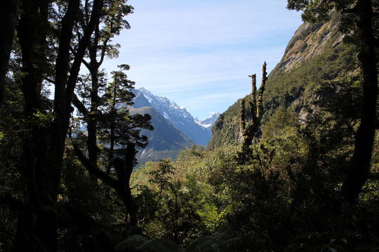 Blick durch den Wald in Richtung Milford Sound.