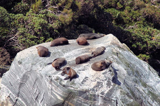 Der Seal Rock - hier hängen immer ein paar Robben herum.