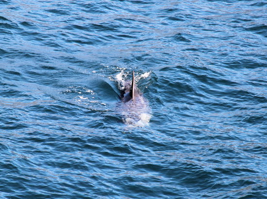 Bei unserer Tour mit Mary wurde unser Boot auf dem Rückweg zum Hafen von Delphinen begleitet.