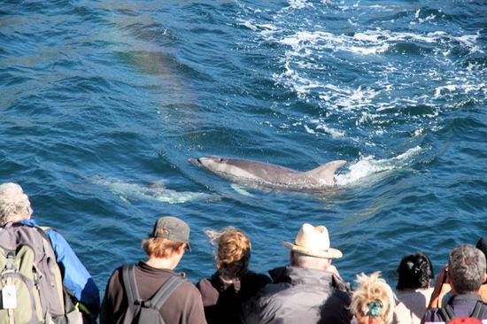 Sie begleiteten uns für ca. 20 Minuten und boten eine tolle Show.